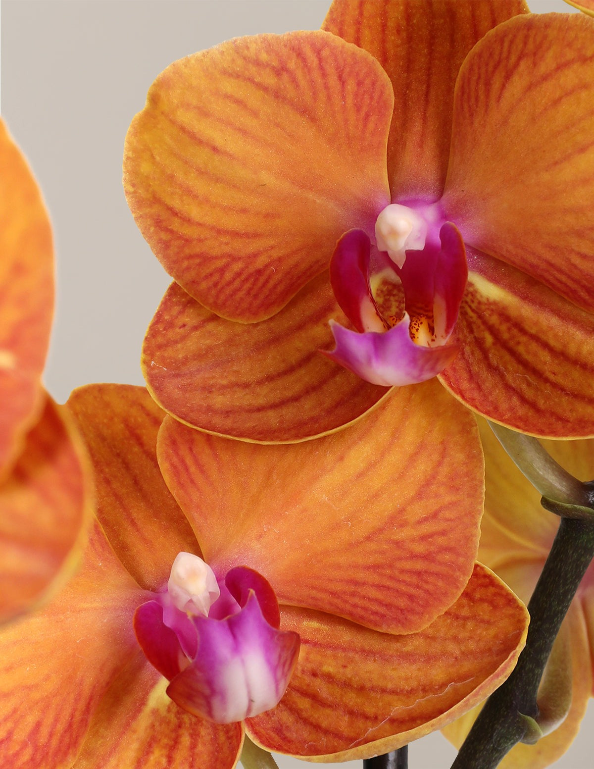 Classic Orchid Party Pack