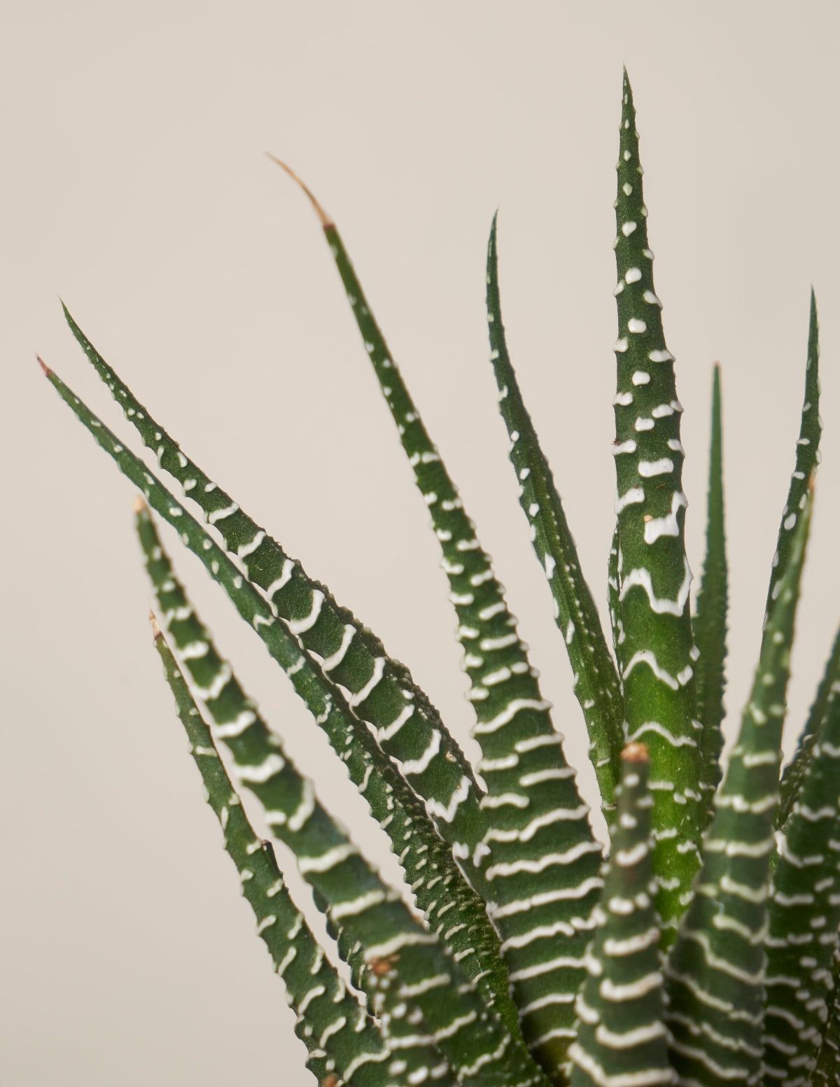 Succulent Squad Party Pack