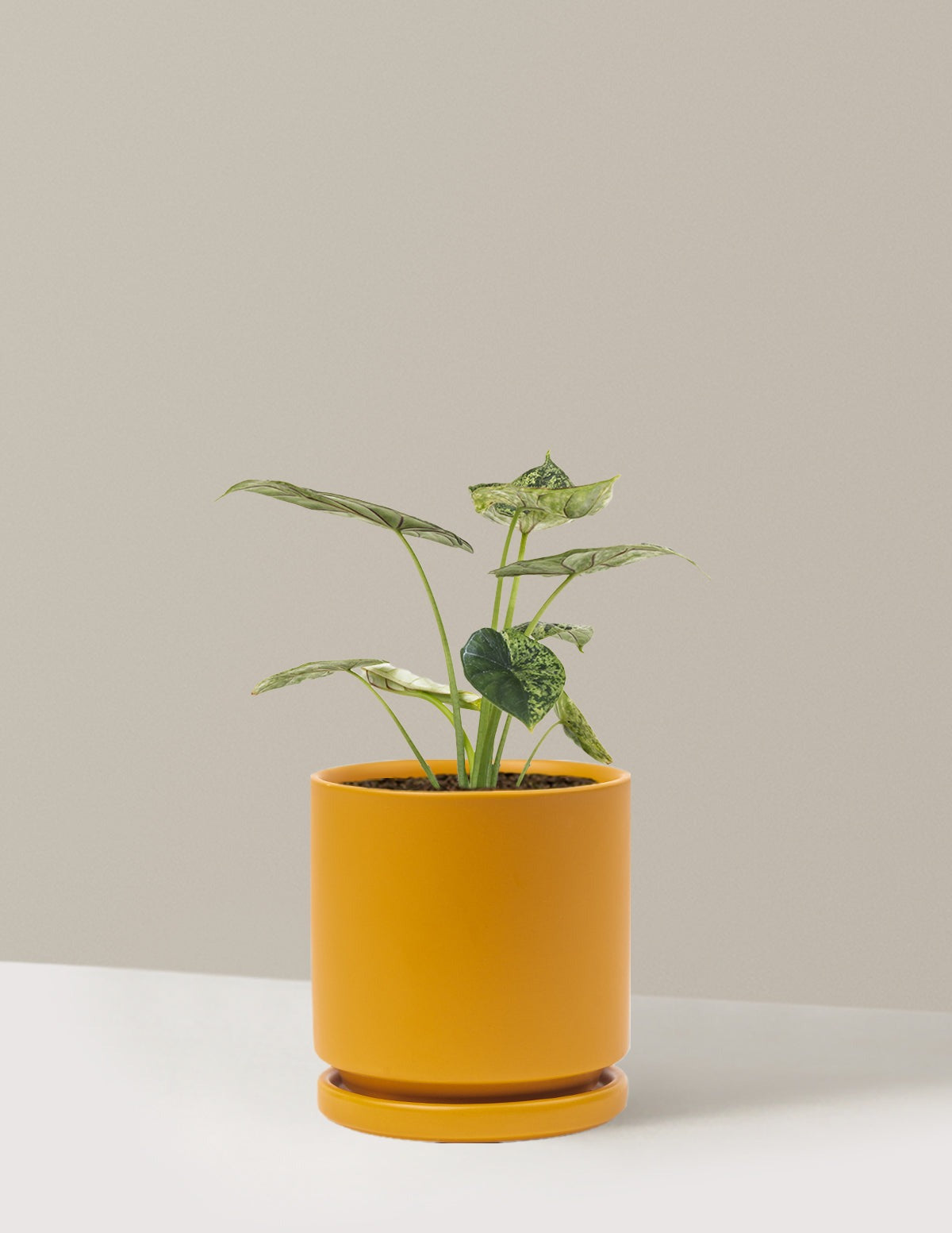 Alocasia Green Mint