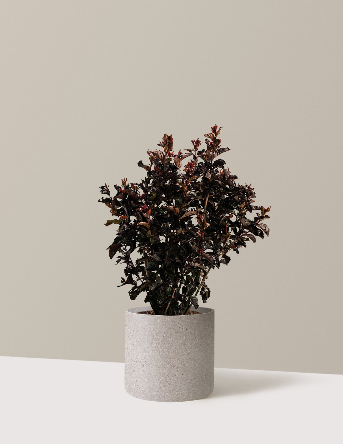 ThunderstruckTM Rumblin' RedTM Crapemyrtle
