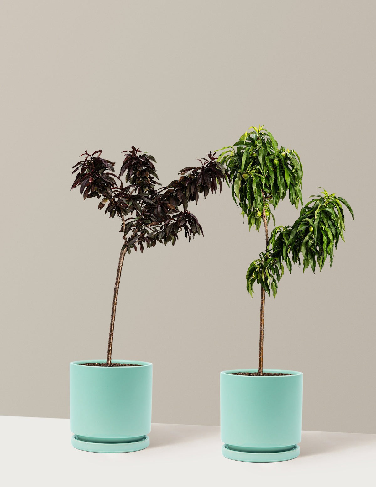 Patio Peach Tree Bundle